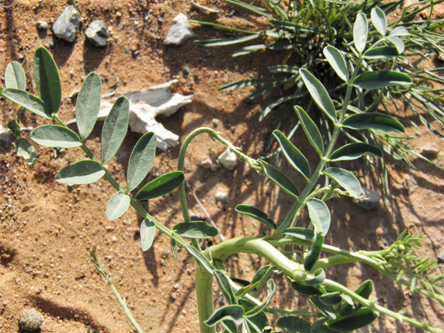 Astragalus wootonii (Halfmoon milkvetch) #80789