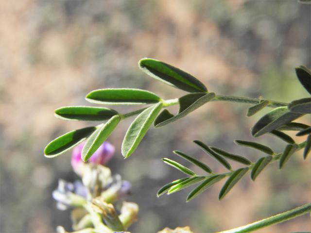 Astragalus wootonii (Halfmoon milkvetch) #80793