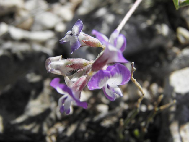 Astragalus emoryanus var. emoryanus (Emory's milkvetch) #80802