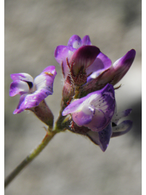 Astragalus emoryanus var. emoryanus (Emory's milkvetch) #80805