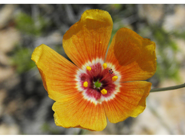Linum vernale (Chihuahuan flax) #80891