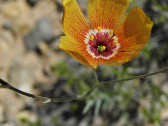 Linum vernale (Chihuahuan flax) #80892