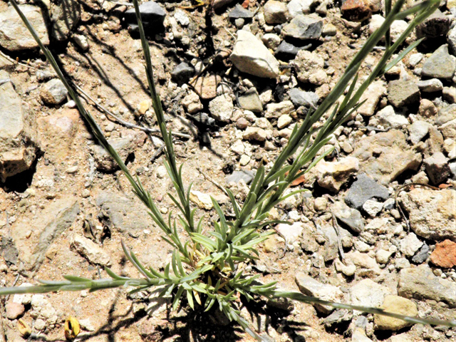 Linum vernale (Chihuahuan flax) #80894
