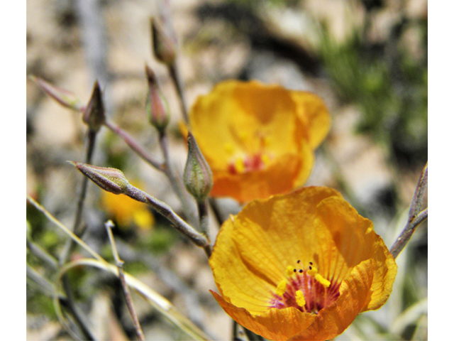 Linum vernale (Chihuahuan flax) #80896
