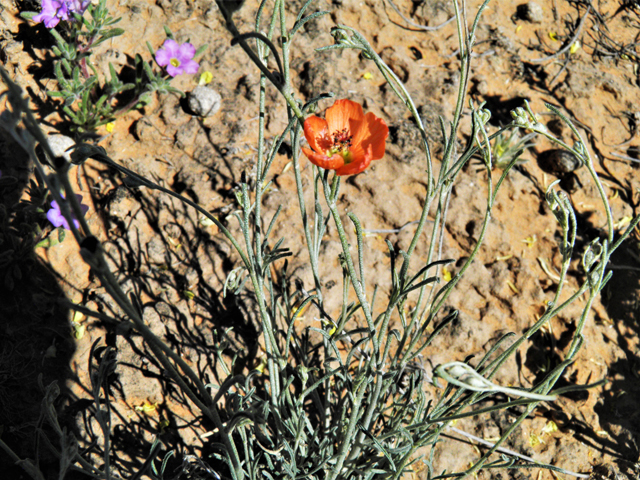 Sphaeralcea leptophylla (Scaly globemallow) #80933