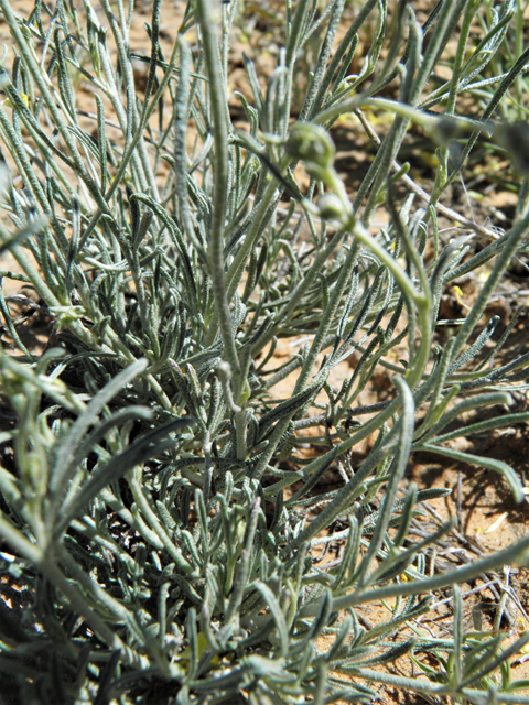 Sphaeralcea leptophylla (Scaly globemallow) #80935