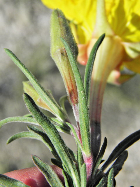 Calylophus hartwegii ssp. fendleri (Hartweg's sundrops) #80946