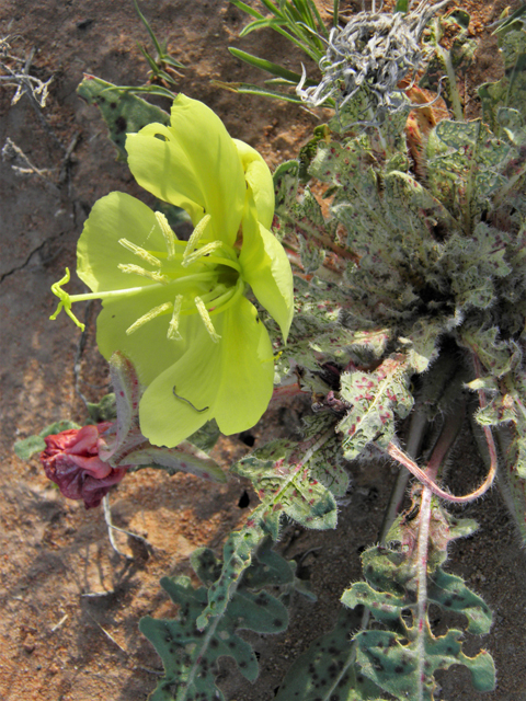 Oenothera primiveris (Desert evening-primrose) #80962