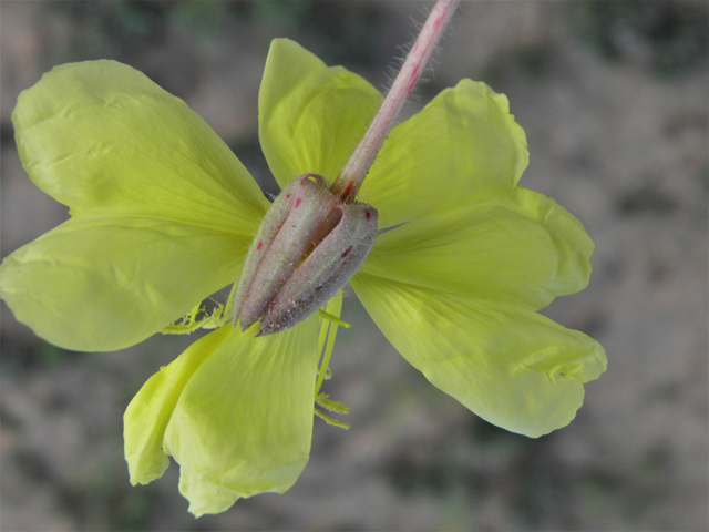 Oenothera primiveris (Desert evening-primrose) #80964
