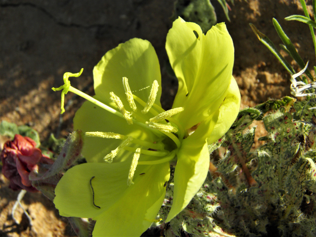 Oenothera primiveris (Desert evening-primrose) #80965