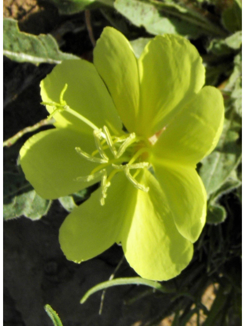 Oenothera primiveris (Desert evening-primrose) #80967