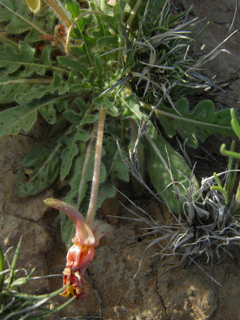 Oenothera primiveris (Desert evening-primrose) #80970