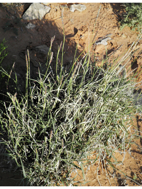 Hilaria belangeri (Curly mesquite grass) #80986