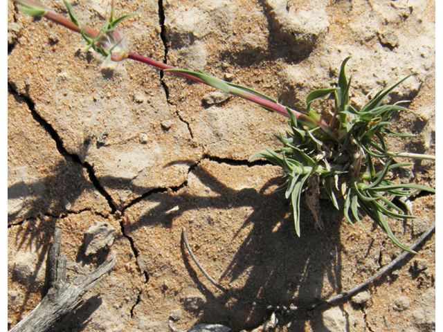 Hilaria belangeri (Curly mesquite grass) #80989