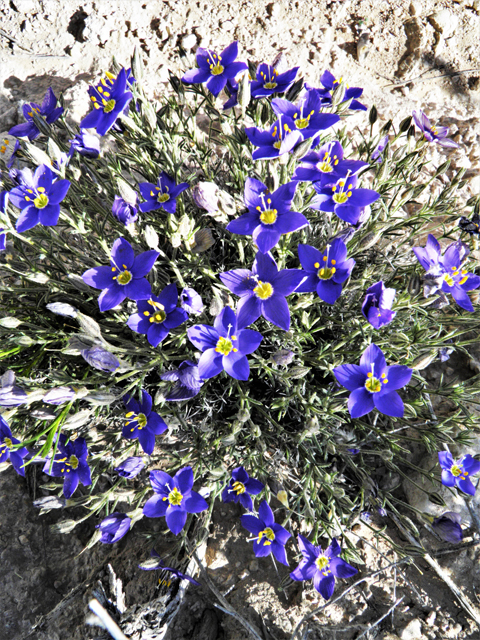 Giliastrum acerosum (Bluebowls) #81038
