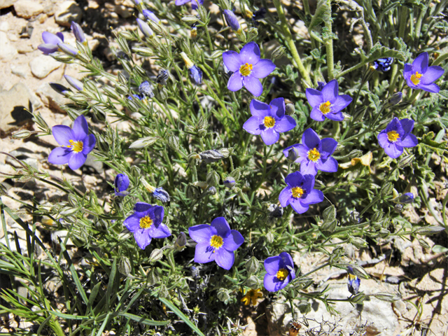 Giliastrum acerosum (Bluebowls) #81046