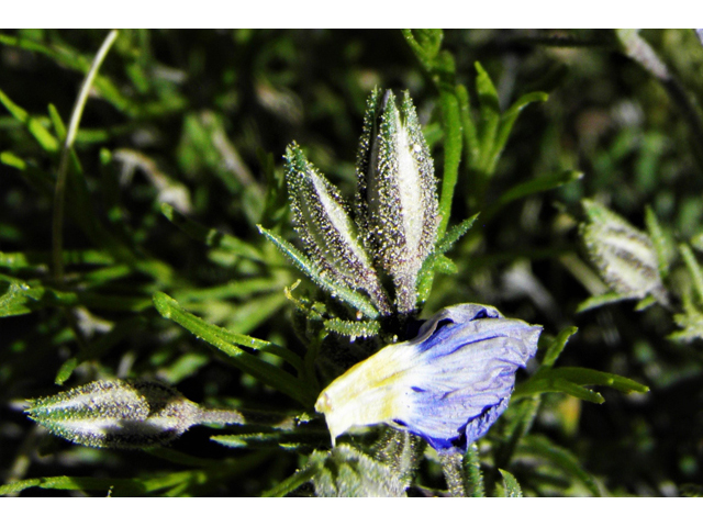 Giliastrum acerosum (Bluebowls) #81047
