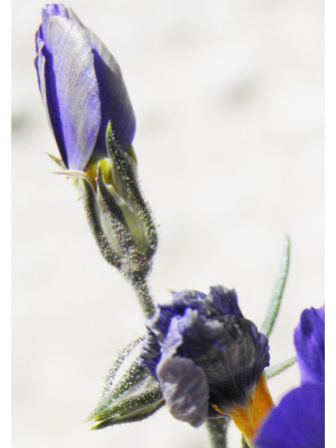 Giliastrum acerosum (Bluebowls) #81067