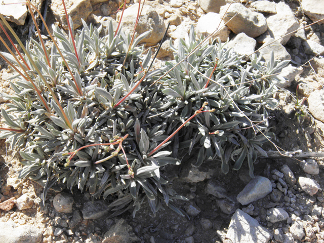 Eriogonum havardii (Havard's buckwheat) #81091