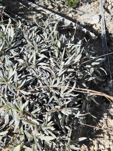 Eriogonum havardii (Havard's buckwheat) #81092