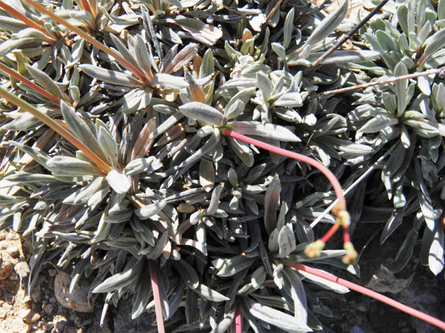Eriogonum havardii (Havard's buckwheat) #81093
