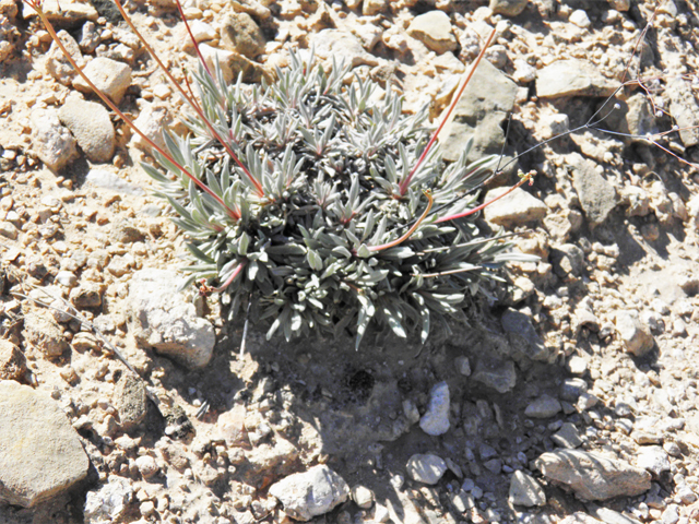 Eriogonum havardii (Havard's buckwheat) #81094