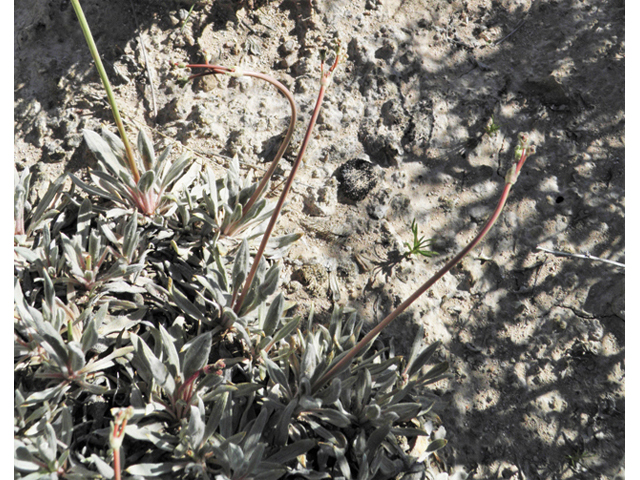 Eriogonum havardii (Havard's buckwheat) #81095