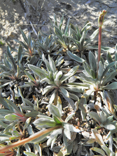 Eriogonum havardii (Havard's buckwheat) #81096