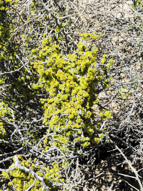 Condalia ericoides (Javelina bush) #81099