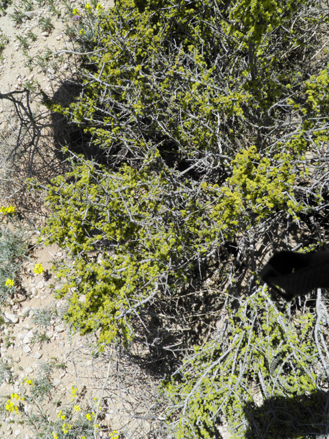 Condalia ericoides (Javelina bush) #81101