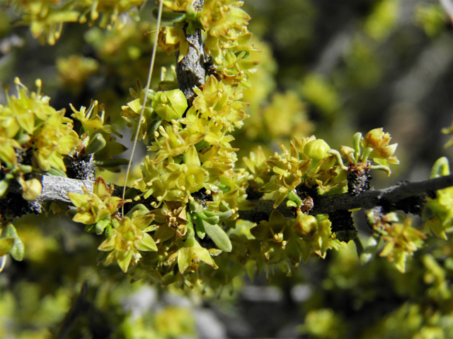 Condalia ericoides (Javelina bush) #81102