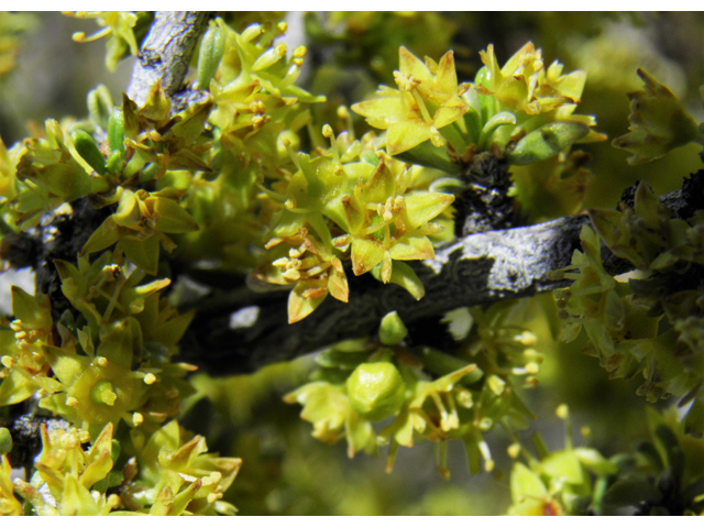 Condalia ericoides (Javelina bush) #81104