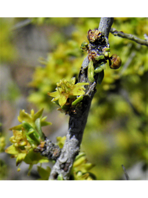 Condalia ericoides (Javelina bush) #81106