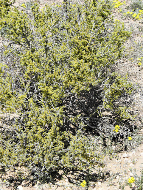 Condalia ericoides (Javelina bush) #81109