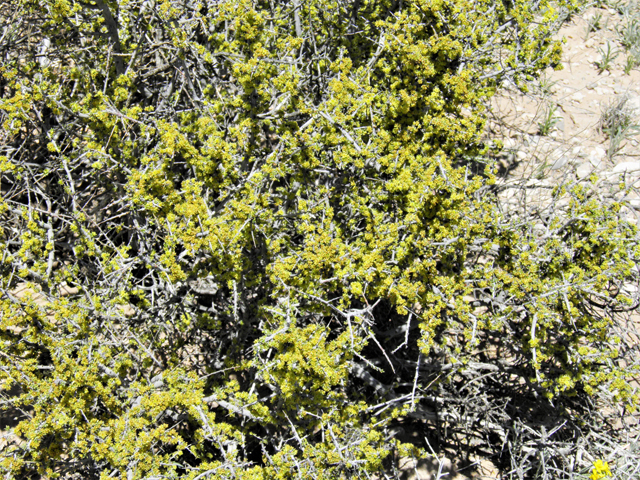 Condalia ericoides (Javelina bush) #81110