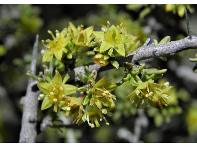 Condalia ericoides (Javelina bush) #81113