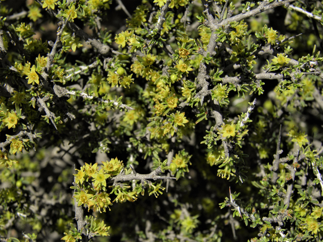Condalia ericoides (Javelina bush) #81114