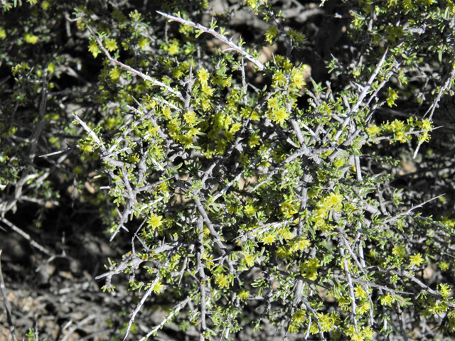 Condalia ericoides (Javelina bush) #81115
