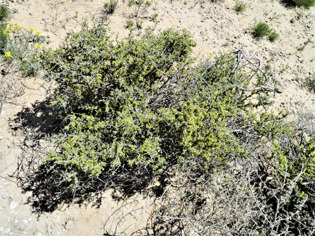 Condalia ericoides (Javelina bush) #81117