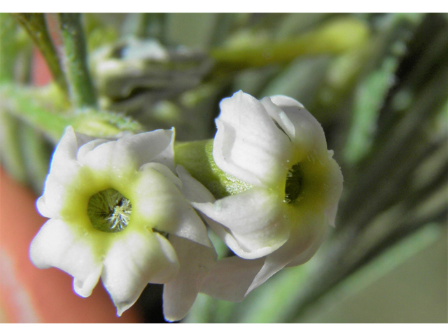 Amsonia tomentosa var. stenophylla (Woolly bluestar) #81153