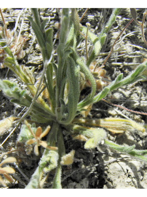 Aphanostephus ramosissimus (Plains dozedaisy) #81171