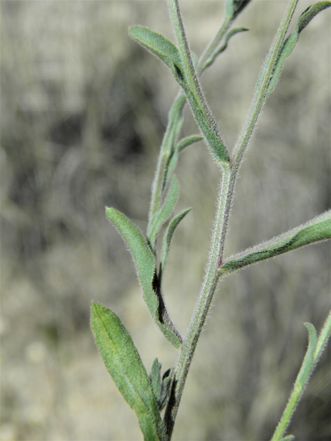 Aphanostephus ramosissimus (Plains dozedaisy) #81177
