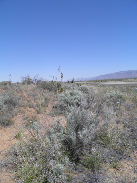 Artemisia filifolia (Sand sagebrush) #81185