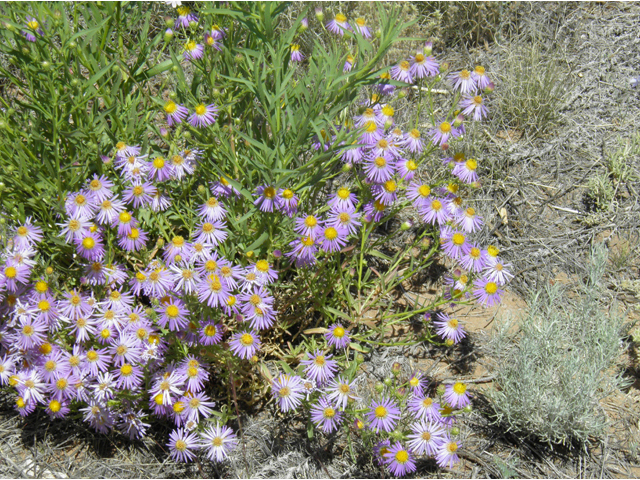 Machaeranthera tanacetifolia (Tahoka daisy) #81242