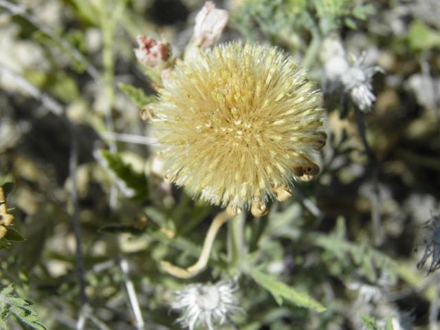 Machaeranthera tanacetifolia (Tahoka daisy) #81245