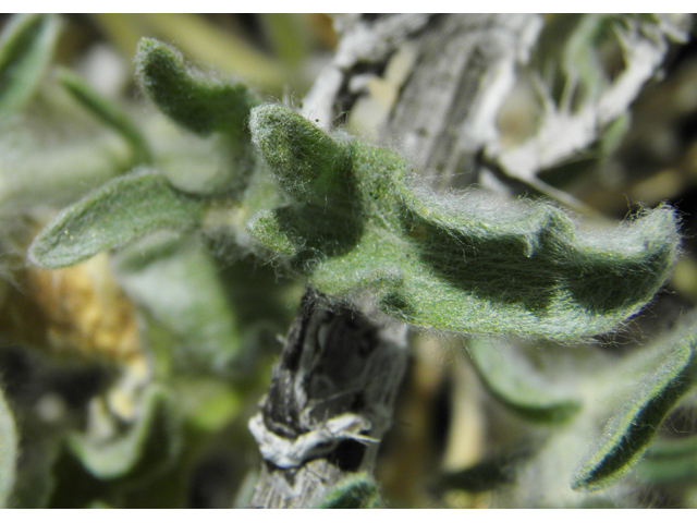Psilostrophe tagetina (Woolly paperflower) #81251