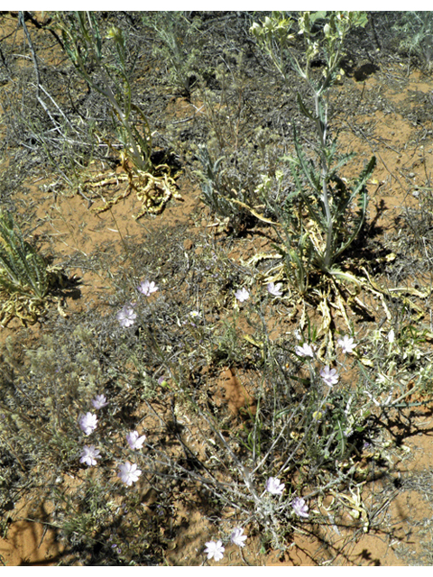 Stephanomeria exigua (Small wirelettuce) #81259