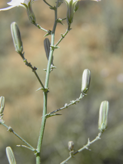 Stephanomeria exigua (Small wirelettuce) #81262