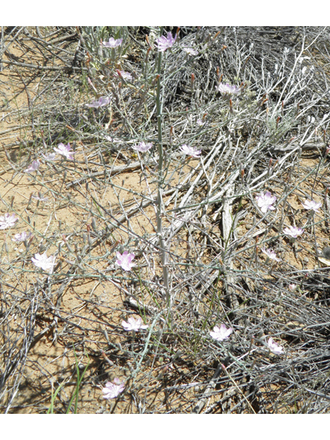 Stephanomeria exigua (Small wirelettuce) #81263