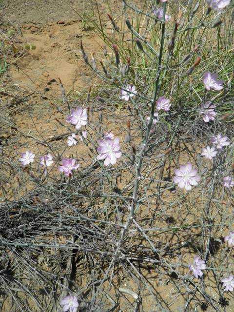 Stephanomeria exigua (Small wirelettuce) #81268